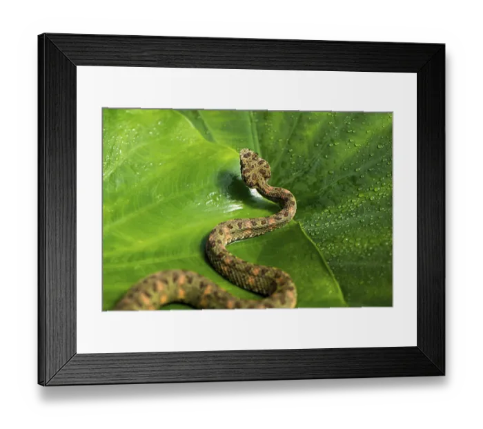 Framed Print : Animal, arboreal, camouflage, captive animal Framed Print : Animal, arboreal, camouflage, captive animal