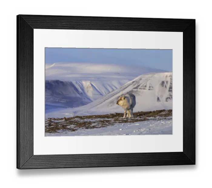 Framed Print : Svalbard reindeer (Rangifer tarandus platyrhynchus)