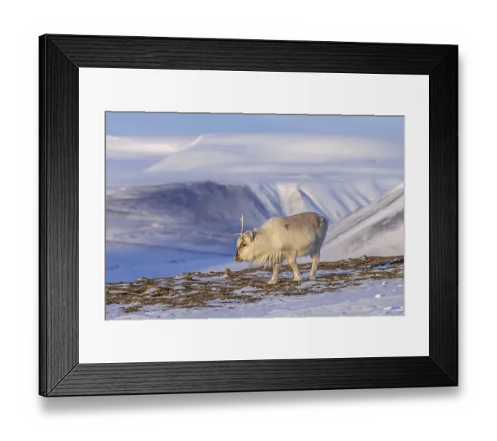 Framed Print : Svalbard reindeer (Rangifer tarandus platyrhynchus) Framed Print : Svalbard reindeer (Rangifer tarandus platyrhynchus)