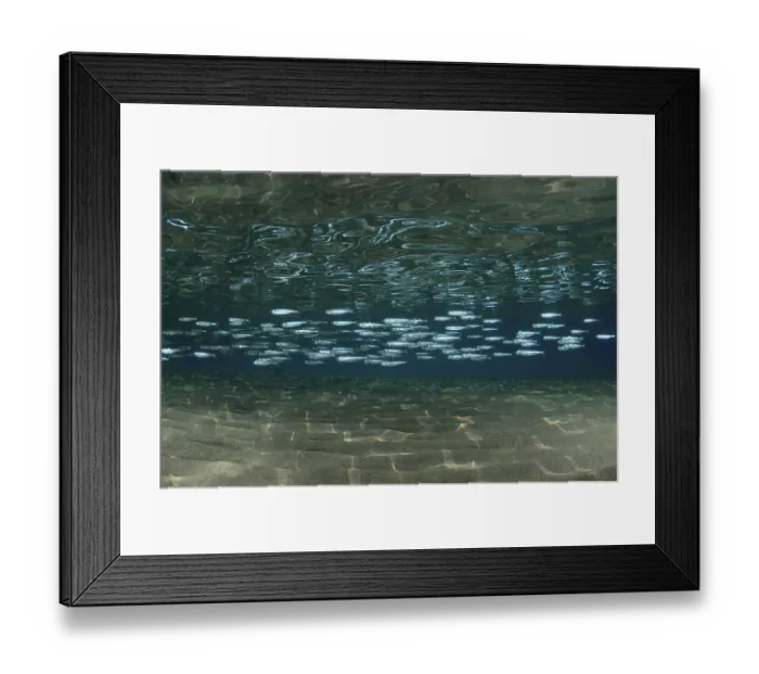 Framed Print : A large school of Hardyhead Silverside (Atherinomorus lacunosus) above sandy bottom