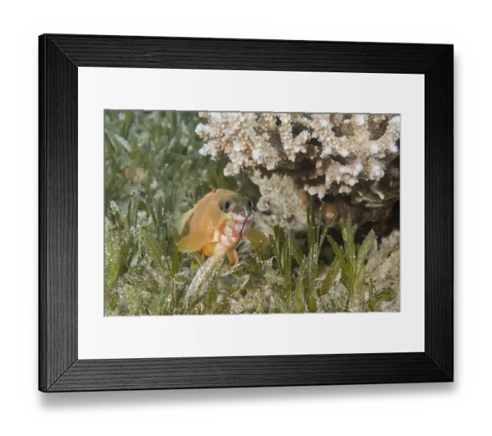 Framed Print : Blacktip Grouper (Epinephelus fasciatus) lies on the sea grass under coral