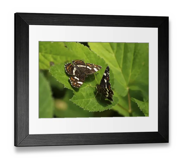 Framed Print : Map Butterfly (Araschnia levana)