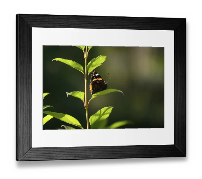Framed Print : Admiral (Vanessa atalanta), June, Saxony, Germany