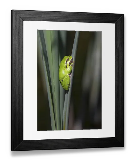 Framed Print : European tree frog (Hyla arborea) sits on bulrush Framed Print : European tree frog (Hyla arborea) sits on bulrush