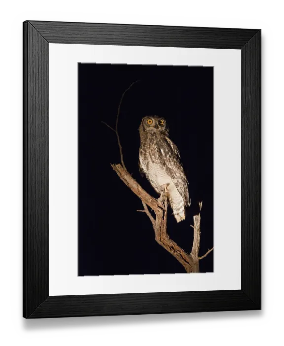 Framed Print : Spotted Eagle-Owl (Bubo africanus) on branch at night
