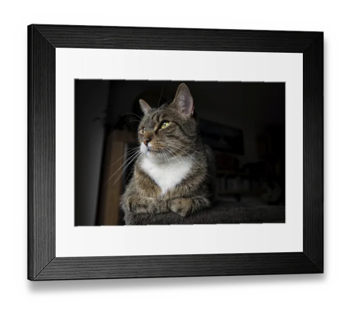Framed Print : Young tabby cat relaxing, European Shorthair cat Framed Print : Young tabby cat relaxing, European Shorthair cat