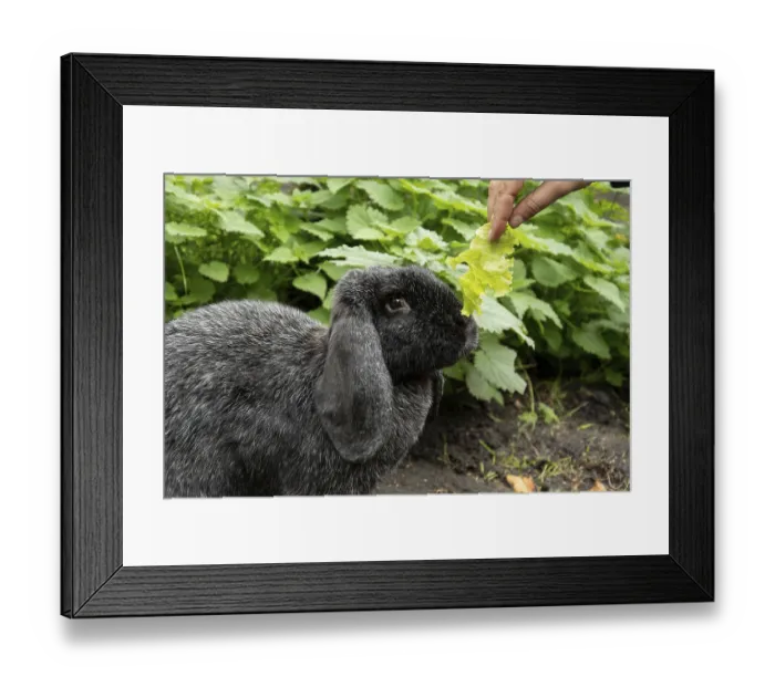 Framed Print : Meissen ram rabbits in the run Framed Print : Meissen ram rabbits in the run