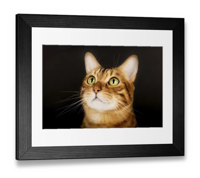 Framed Print : Golden Bengal cat on a black background Framed Print : Golden Bengal cat on a black background
