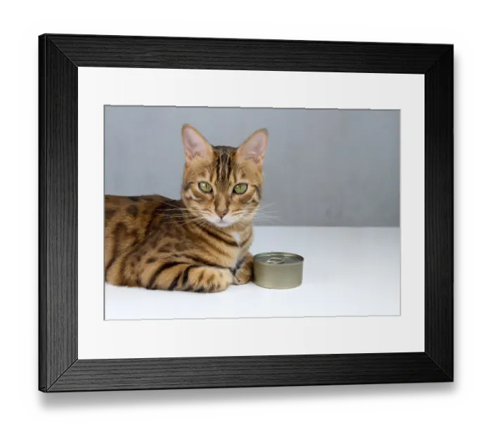 Framed Print : Bengal cat and tin can, wet cat food in a closed tin can