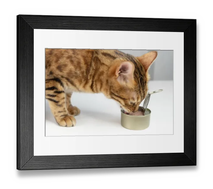 Framed Print : Bengal cat eats from an open tin can cat food with tuna