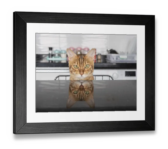 Framed Print : Domestic cat sits on a chair at the kitchen table Framed Print : Domestic cat sits on a chair at the kitchen table