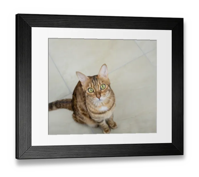 Framed Print : Bengal cat stands on the tiled floor and looks up into the camera Framed Print : Bengal cat stands on the tiled floor and looks up into the camera