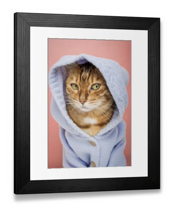 Framed Print : Cool Bengal cat in a knitted blue hoodie on a pink background