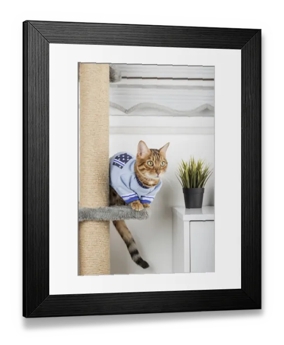 Framed Print : Adorable Bengal cat in a sweater on a scratching post Framed Print : Adorable Bengal cat in a sweater on a scratching post
