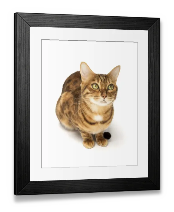 Framed Print : Bengal cat sitting in full growth on a white background Framed Print : Bengal cat sitting in full growth on a white background