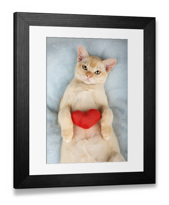 Framed Print : Red Birman kitten with a red plush heart Framed Print : Red Birman kitten with a red plush heart