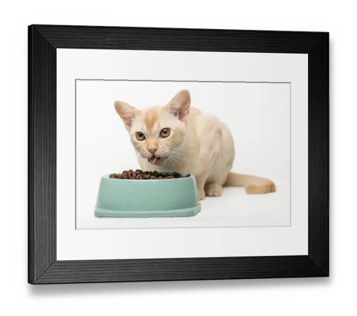 Framed Print : Kitten cream burmese eats dry food Framed Print : Kitten cream burmese eats dry food