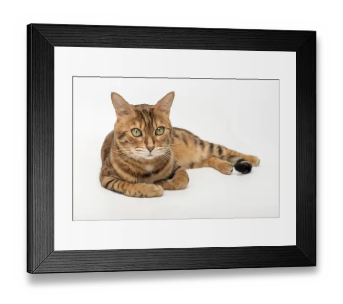 Framed Print : Bengal cat isolated on white for advertising Framed Print : Bengal cat isolated on white for advertising