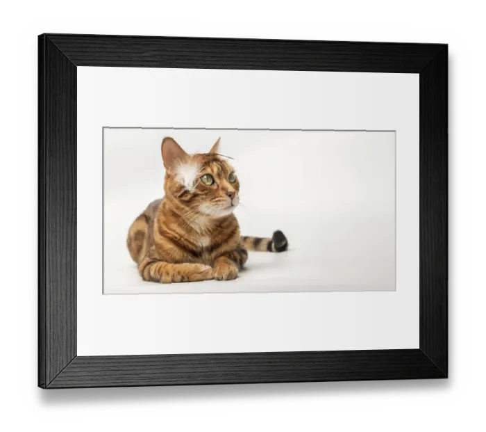 Framed Print : Playful ginger Bengal cat with a bird feather