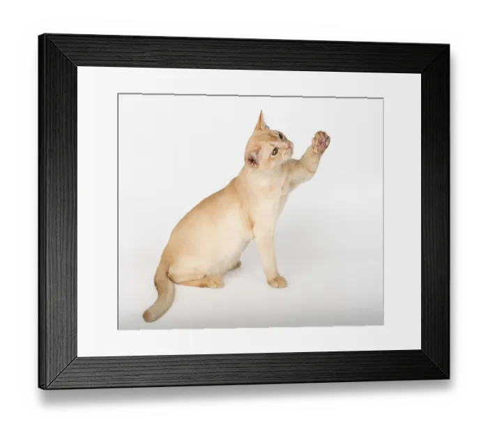 Framed Print : Adorable cream Burmese kitten standing on studio background Framed Print : Adorable cream Burmese kitten standing on studio background