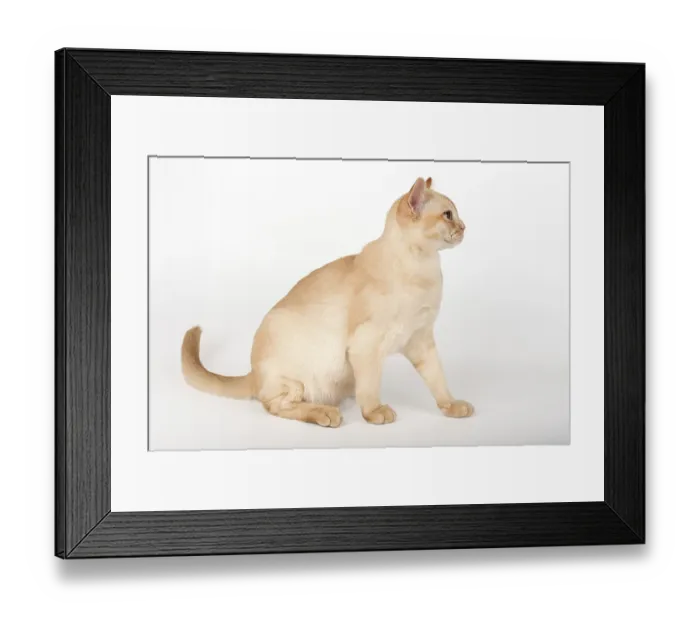 Framed Print : Adorable cream Burmese kitten full length