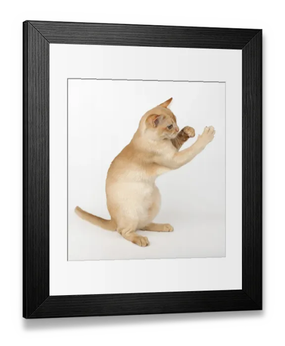 Framed Print : Adorable cream Burmese kitten full length