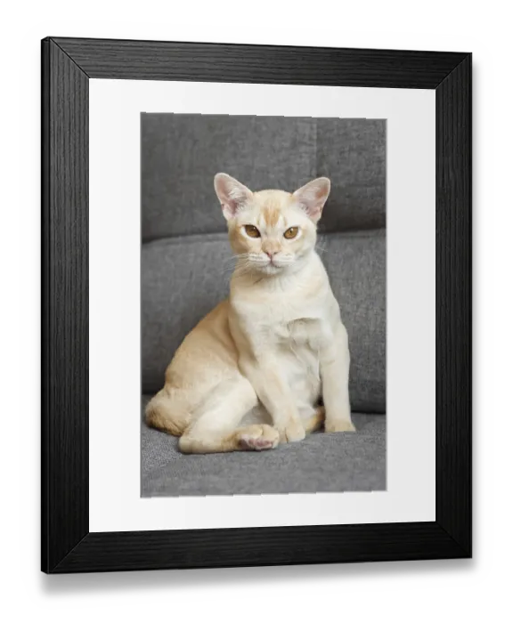Framed Print : Cream Burmese cat with amber eyes resting on a gray sofa Framed Print : Cream Burmese cat with amber eyes resting on a gray sofa