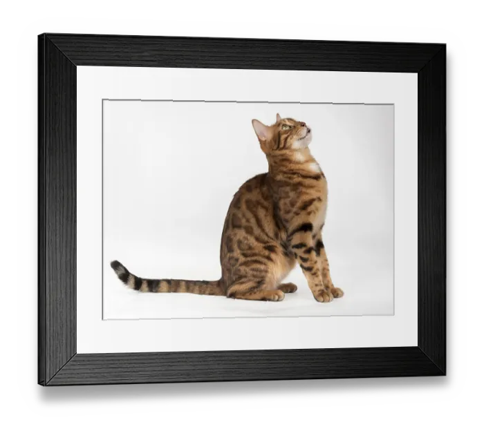 Framed Print : Bengal cat with open mouth. Side view