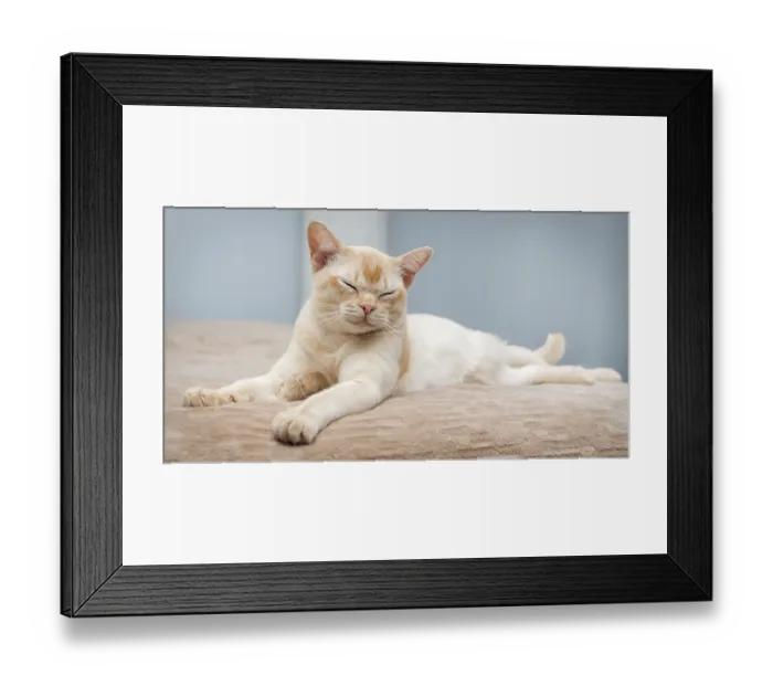 Framed Print : Burmese cat lies on the bed. Domestic cat in the interior Framed Print : Burmese cat lies on the bed. Domestic cat in the interior