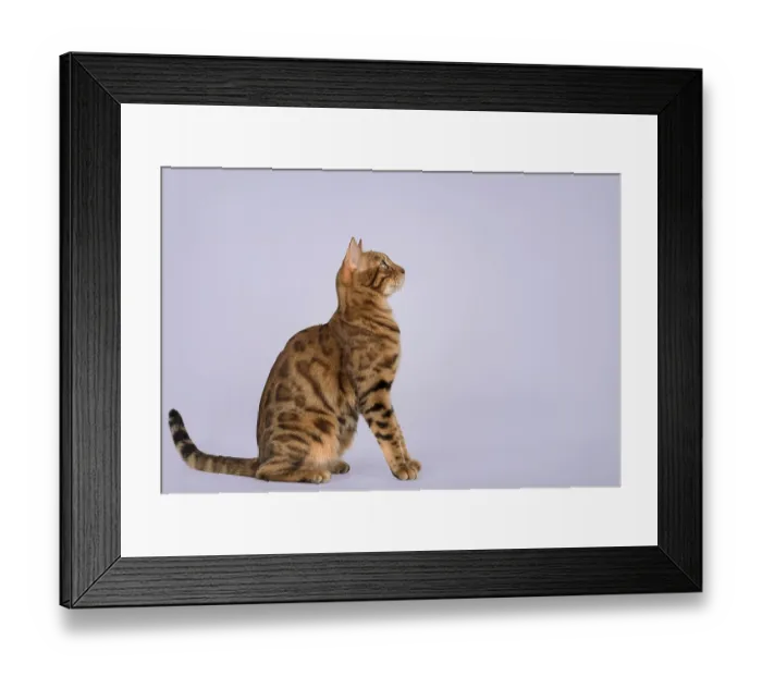 Framed Print : Portrait of a Bengal cat. Side view