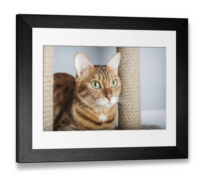 Framed Print : Adorable Bengal cat sitting on scratching post against modern home decor background Framed Print : Adorable Bengal cat sitting on scratching post against modern home decor background