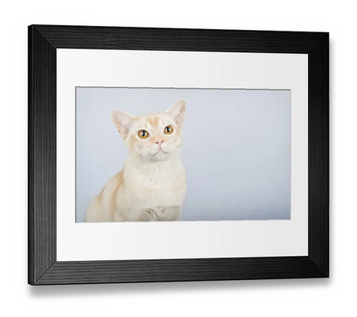 Framed Print : Portrait of Burmese cat against blue wall