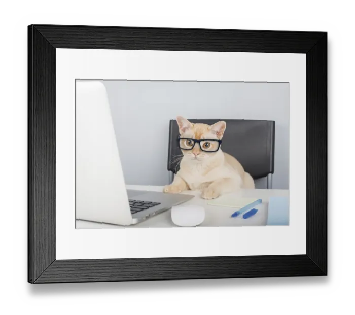 Framed Print : Burmese cat sitting at laptop indoors. Copy space Framed Print : Burmese cat sitting at laptop indoors. Copy space