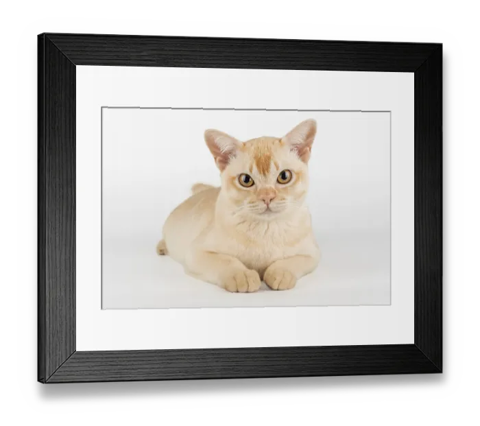 Framed Print : Burmese cat color cream full-length on white background