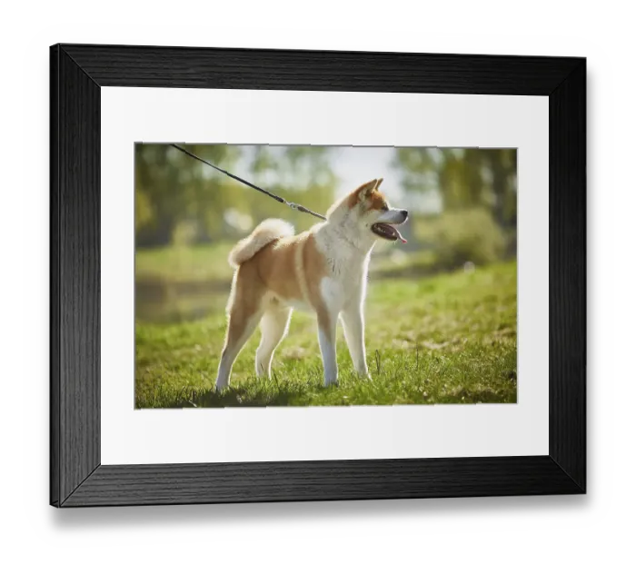 Framed Print : Bright red-haired beautiful purebred dog Akita Inu for a walk in the park