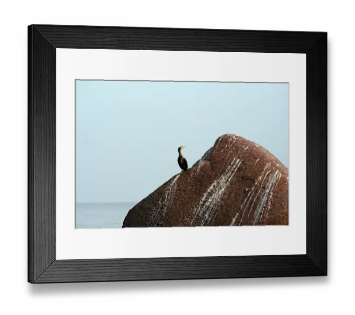 Framed Print : Cormorant sitting on a stone