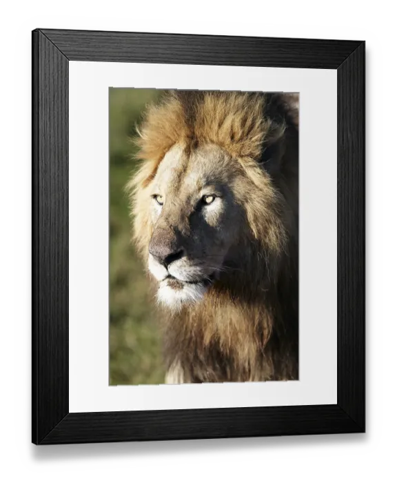 Framed Print : Lion (Panthera leo), portrait, Ngorongoro Crater