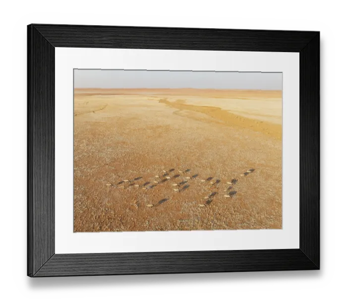 Framed Print : Gemsbok (Oryx gazella). Roaming an arid plain at the edge of the Namib Desert Framed Print : Gemsbok (Oryx gazella). Roaming an arid plain at the edge of the Namib Desert