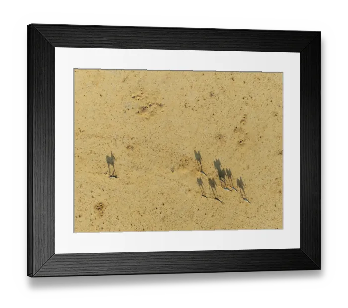 Framed Print : Hartmann's Mountain Zebra (Equus zebra hartmannae)