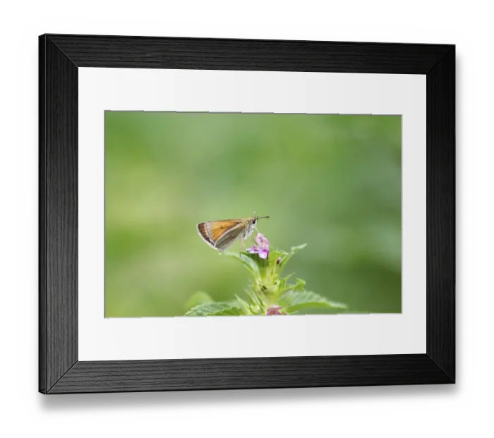 Framed Print : Essex skipper (Thymelicus lineola)
