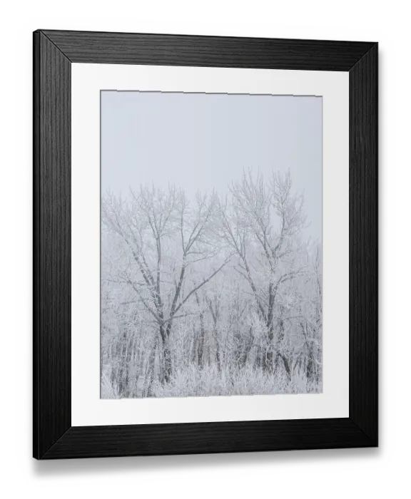 Framed Print : A moody winter scene with large cottonwood trees covered in hoar frost and enveloped by fog