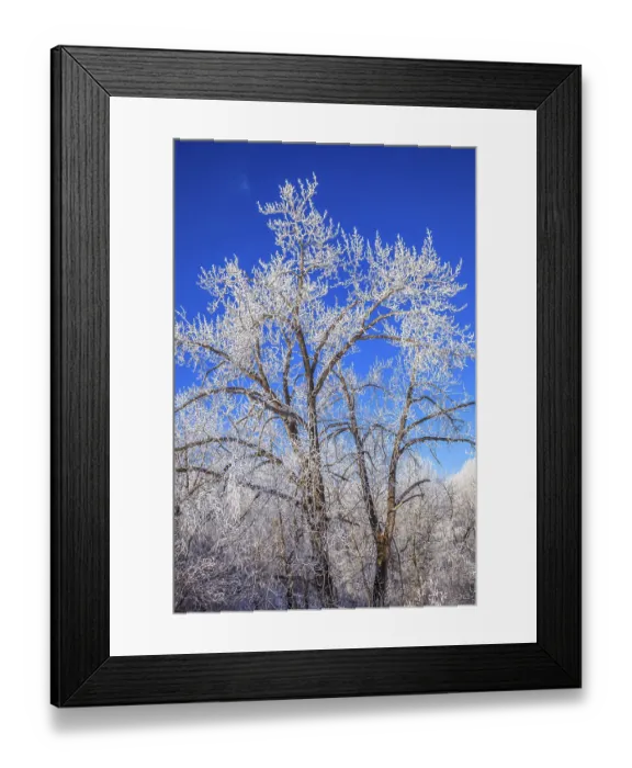 Framed Print : Large cottonwood trees covered in bright white hoar frost on a clear winter morning with a clear blue sky Framed Print : Large cottonwood trees covered in bright white hoar frost on a clear winter morning with a clear blue sky