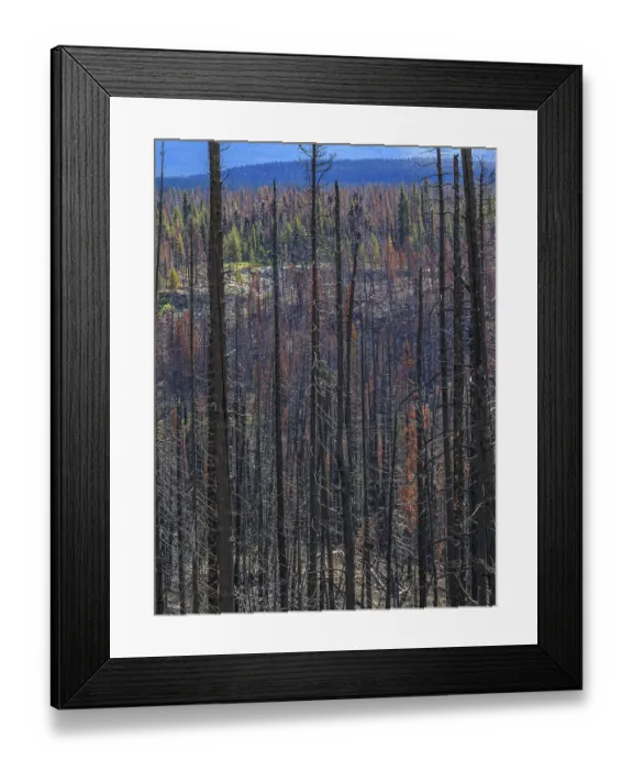 Framed Print : The charred and blackened trunks of trees after a forest fire Framed Print : The charred and blackened trunks of trees after a forest fire