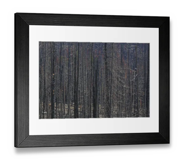 Framed Print : Burned and blackened tree in the aftermath of a forest fire