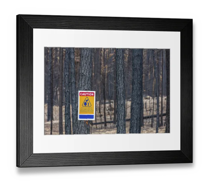 Framed Print : Warning sign and charred tree trunks in the aftermath of a forest fire Framed Print : Warning sign and charred tree trunks in the aftermath of a forest fire