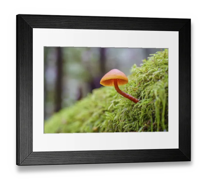 Framed Print : A small orange-coloured mushroom growing from the side of a mos-covered log