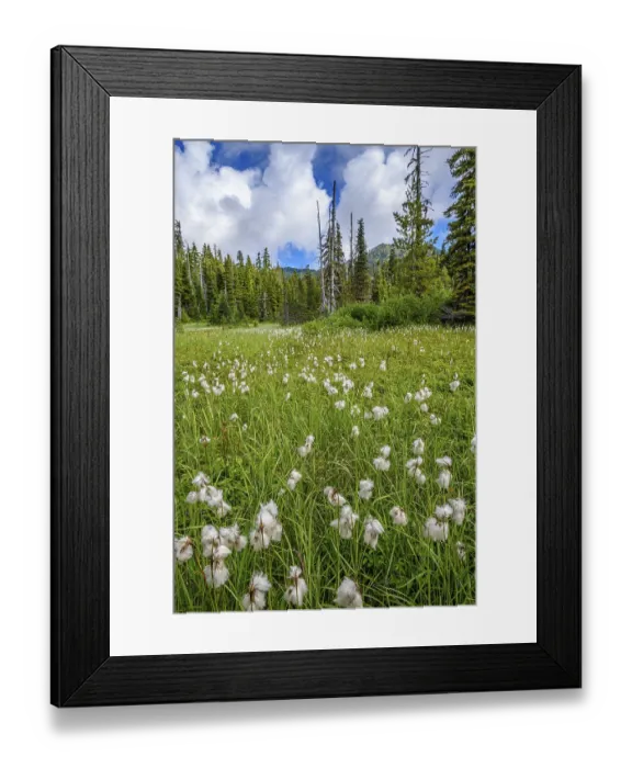 Framed Print : An alpine meadow filled with Slender Cottongrass (Eriophorum gracile) in Strathcona Provincial Park