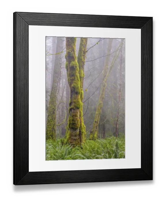 Framed Print : Vertical tree trunks covered in green moss in a misty forest