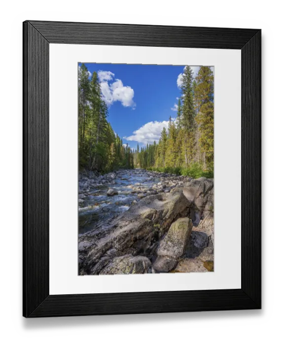 Framed Print : Tall trees lining the banks of the Granby River in southern British Columbia