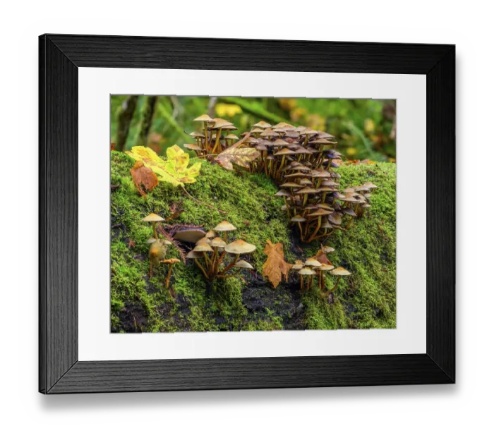 Framed Print : Clusters of mushrooms growing from the moss-covered surface of a decaying log in the forest Framed Print : Clusters of mushrooms growing from the moss-covered surface of a decaying log in the forest